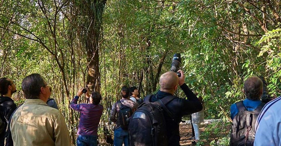 Já ouviu falar sobre o verbo “passarinhar”?